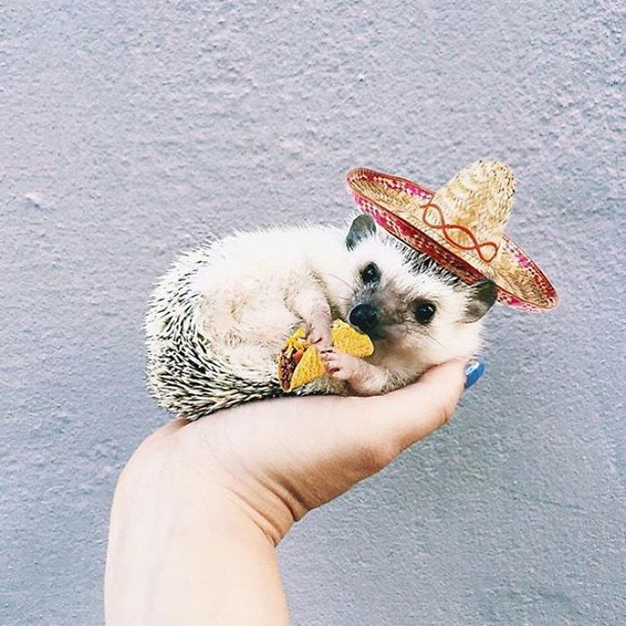 Cute-hedgehogs-in-hats