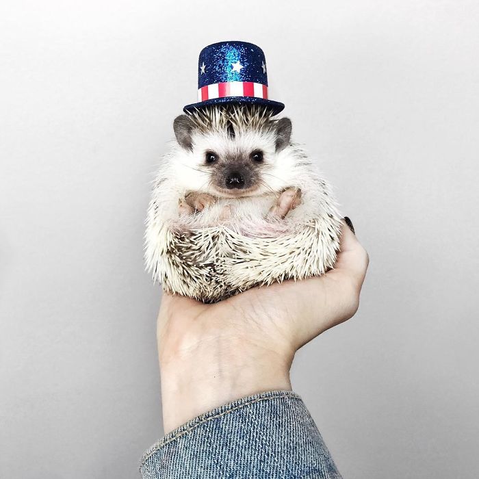 Cute-hedgehogs-in-hats