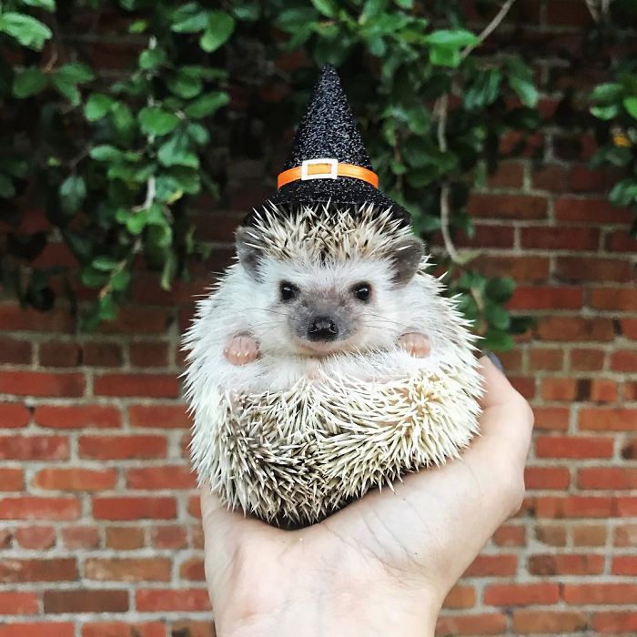 Cute-hedgehogs-in-hats