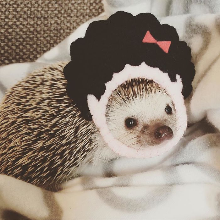 Cute-hedgehogs-in-hats
