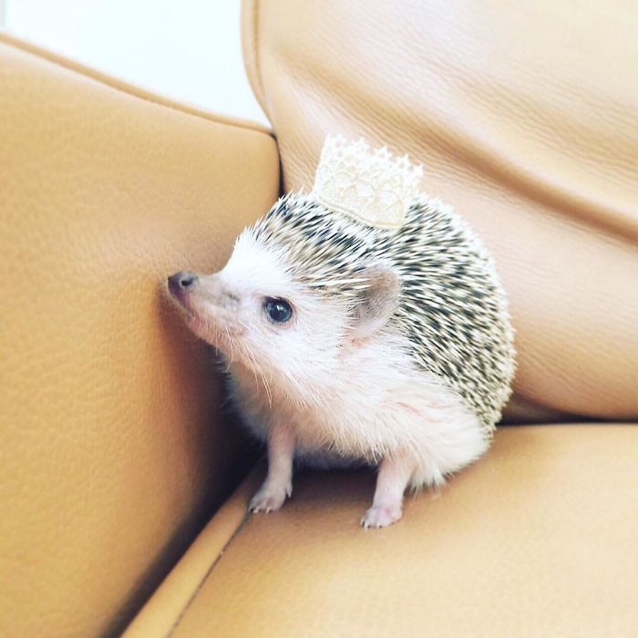 Cute-hedgehogs-in-hats