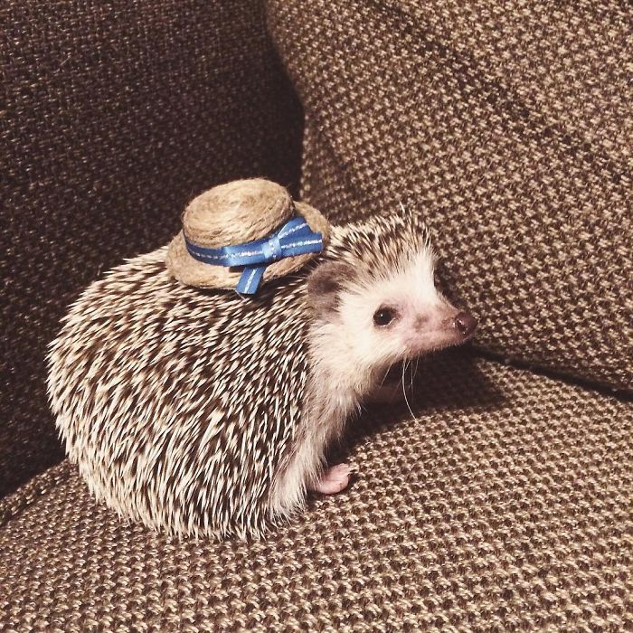 Cute-hedgehogs-in-hats