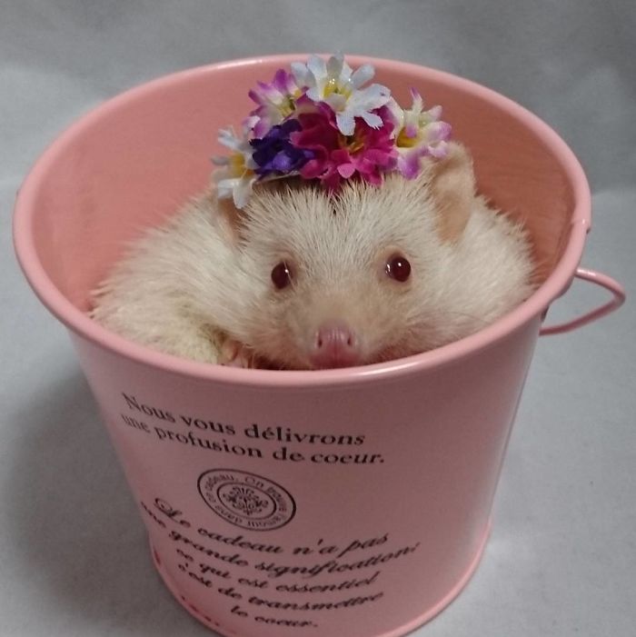 Cute-hedgehogs-in-hats