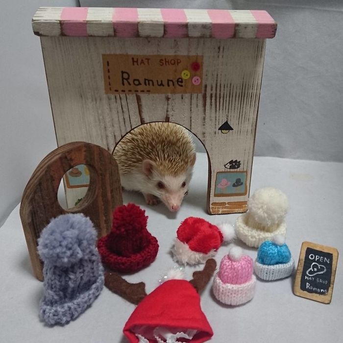 Cute-hedgehogs-in-hats