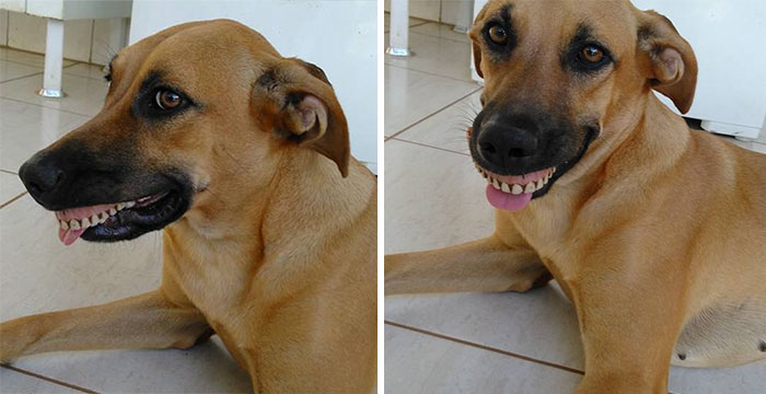 El dueño de este perro casi se murió de risa al ver su nueva sonrisa