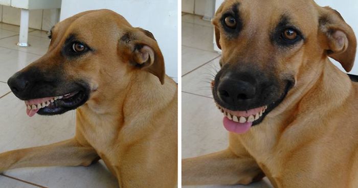 Owner Nearly Died From Laughter After Realizing How His Dog Got His New Smile