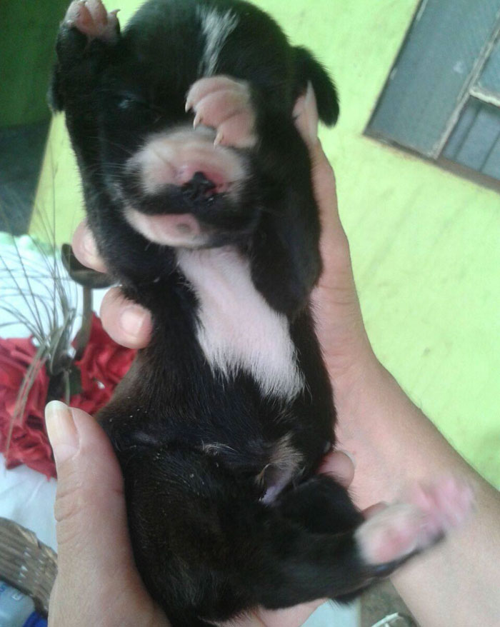 dog-digs-trash-rescues-puppy-brazil-5 dog-digs-trash-rescues-puppy-brazil-5