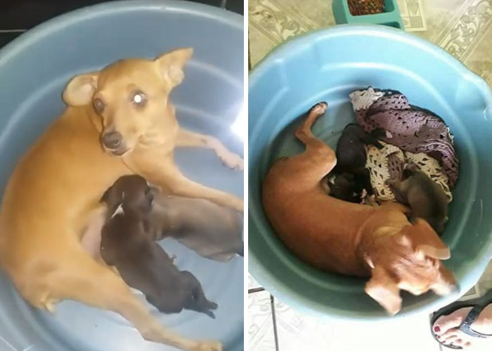 dog-digs-trash-rescues-puppy-brazil-6 dog-digs-trash-rescues-puppy-brazil-6