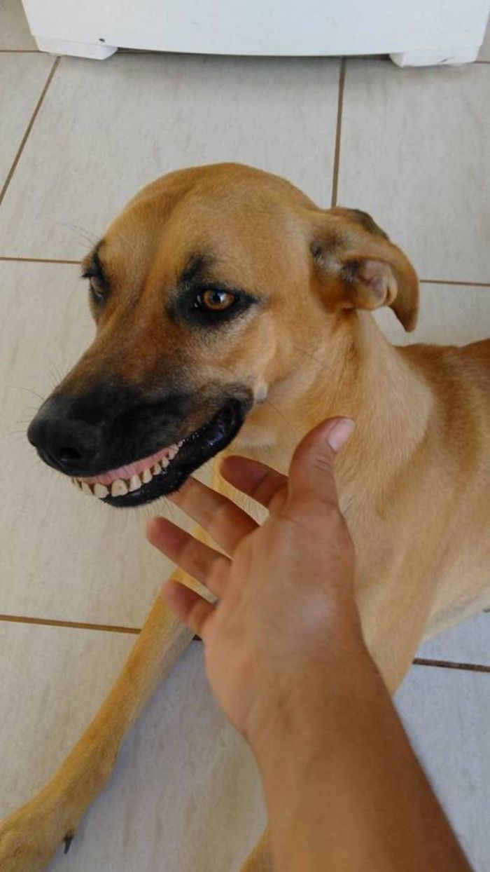 Owner Nearly Died From Laughter After Realizing How His Dog Got His New Smile Owner Nearly Died From Laughter After Realizing How His Dog Got His New Smile