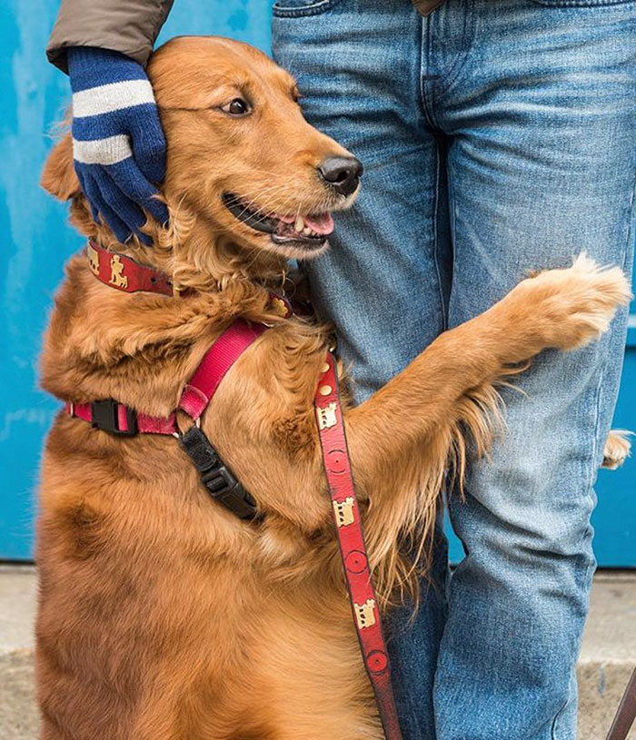 dog-gives-hugs-louboutina-retriever-new-york-10 dog-gives-hugs-louboutina-retriever-new-york-10