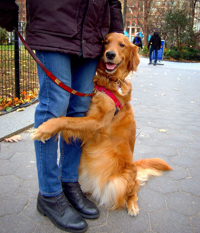 dog-gives-hugs-louboutina-retriever-new-york-18 dog-gives-hugs-louboutina-retriever-new-york-18