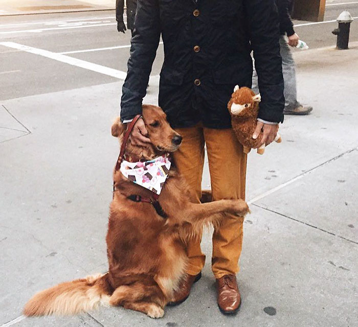 dog-gives-hugs-louboutina-retriever-new-york-19 dog-gives-hugs-louboutina-retriever-new-york-19
