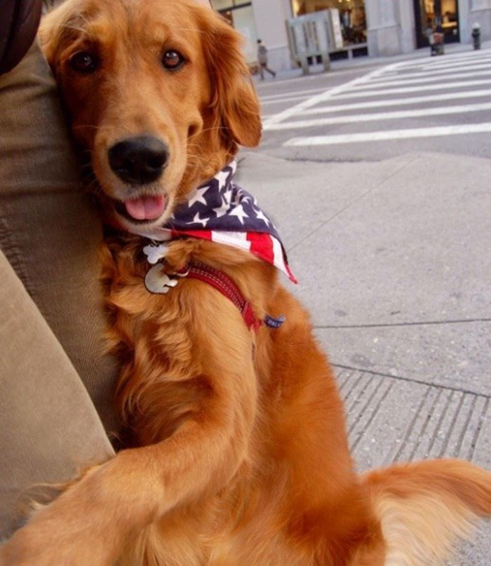 dog-gives-hugs-louboutina-retriever-new-york-2 dog-gives-hugs-louboutina-retriever-new-york-2