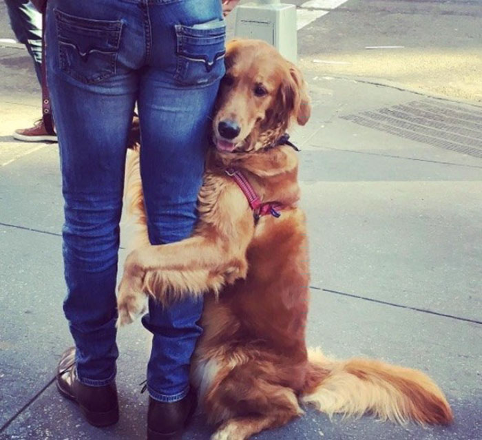 dog-gives-hugs-louboutina-retriever-new-york-6 dog-gives-hugs-louboutina-retriever-new-york-6