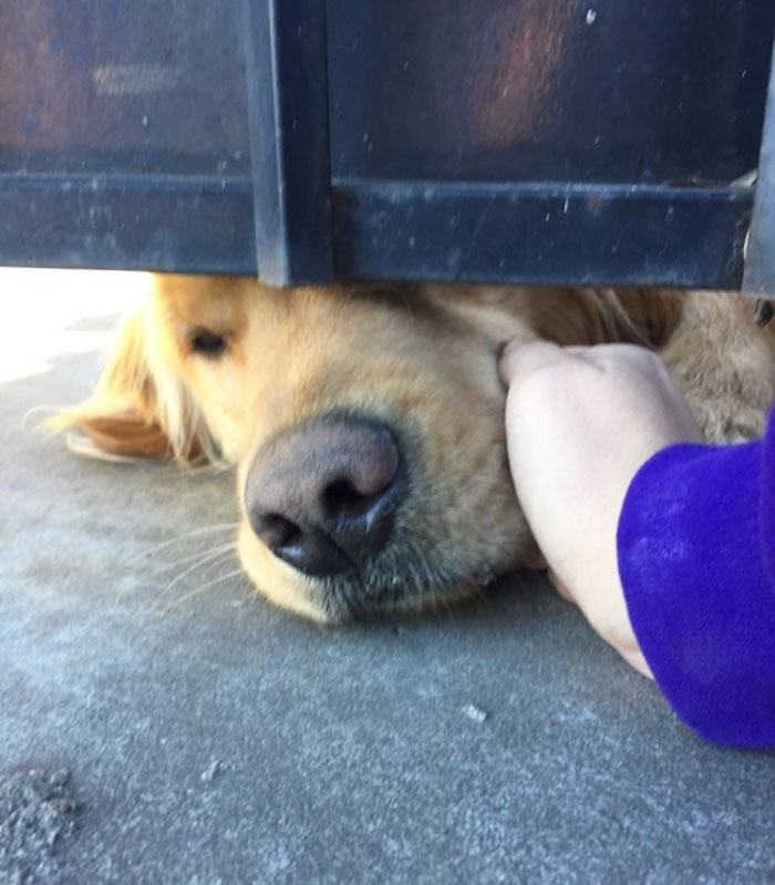 dog-waits-school-girl-every-day-ralph-16 dog-waits-school-girl-every-day-ralph-16