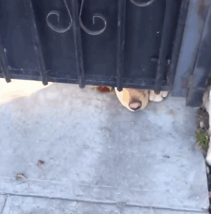 dog-waits-school-girl-every-day-ralph-20