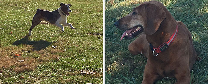 dogs-adopted-together-lucy-sully-1 dogs-adopted-together-lucy-sully-1