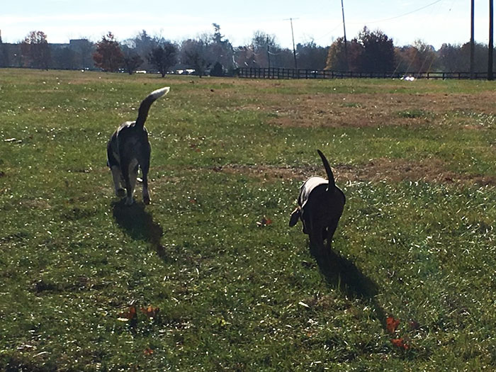 dogs-adopted-together-lucy-sully-2 dogs-adopted-together-lucy-sully-2