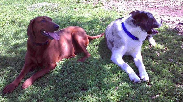 dogs-adopted-together-lucy-sully-3 dogs-adopted-together-lucy-sully-3
