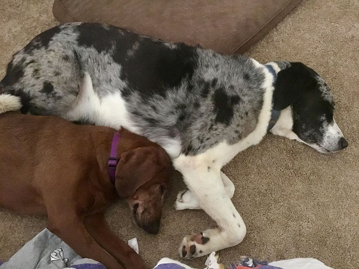 dogs-adopted-together-lucy-sully-4 dogs-adopted-together-lucy-sully-4