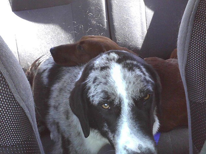 dogs-adopted-together-lucy-sully-6 dogs-adopted-together-lucy-sully-6