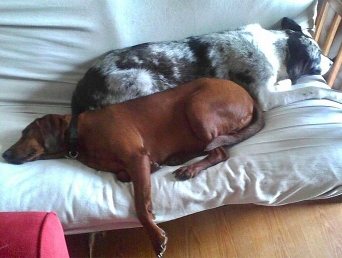 dogs-adopted-together-lucy-sully-8 dogs-adopted-together-lucy-sully-8