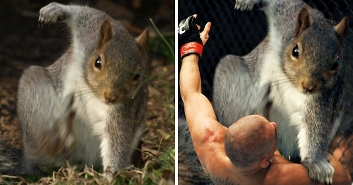 This Squirrel Doing A Super Hero Pose Sparked A Hilarious Photoshop Battle (57 Pics)