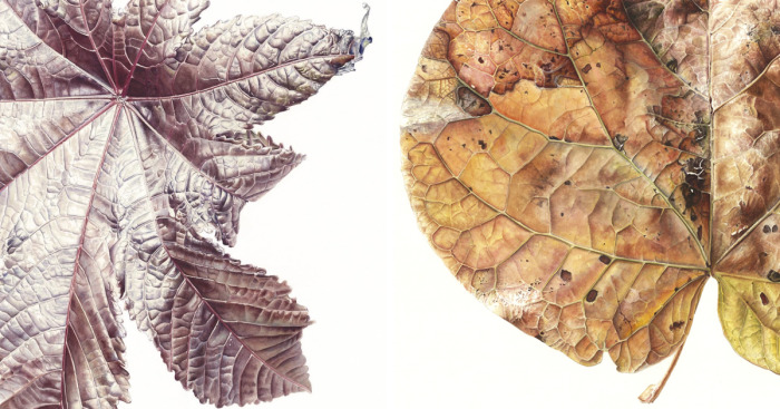 For The Last Two Years, I Have Been Painting Leaves That Tell A Story