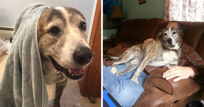 Reasons You Should Never Own A Rescue