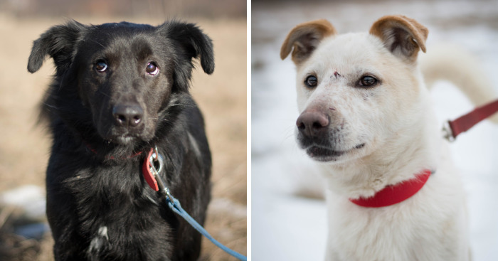 I Photograph Dogs To Help Them Get Adopted