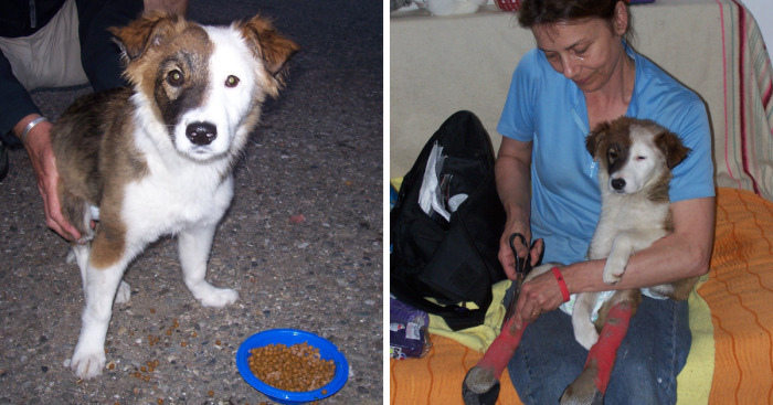 Puppy Left To Die With Broken Back Gets Another Chance At Life