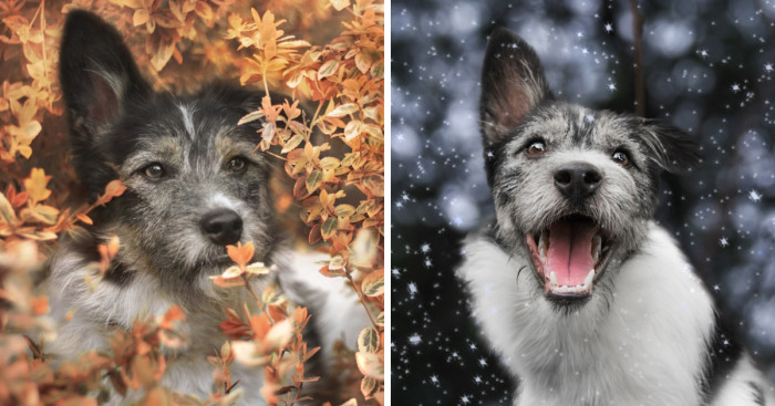 I Photographed My Wonderful Dog, Kitka