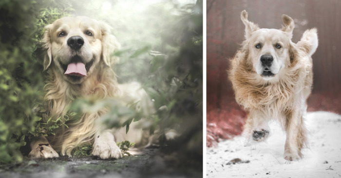 I Photographed An Expressive Golden Retriever