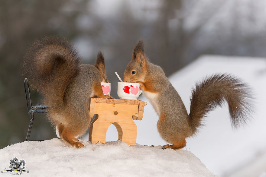 Wild Red Squirrels Celebrate Valentine's Day