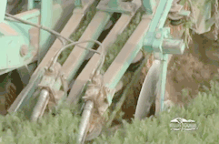 Baby Carrots Are Made By Chopping Normal Carrots In Half