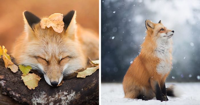 Meet Freya, The Beautiful Fox I Photographed In Polish Woods