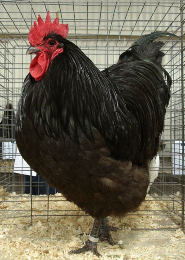 I Was Having Trouble Deciding What To Get My Wife For Christmas, So I Checked Her Search History For Ideas. I Think She's Gonna Love It!