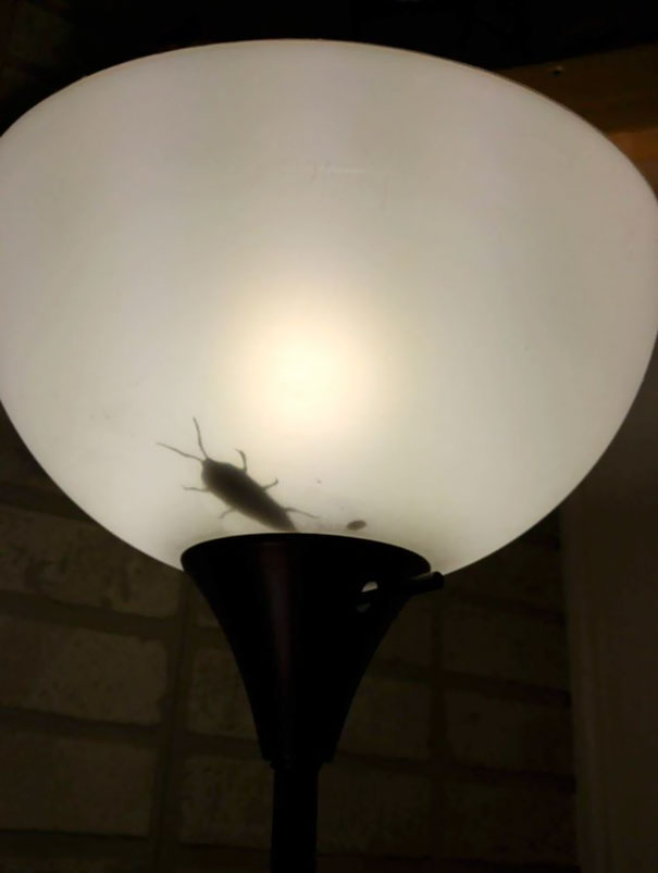 Totally Pranked My Boyfriend With My Hand Drawn Paper Bug