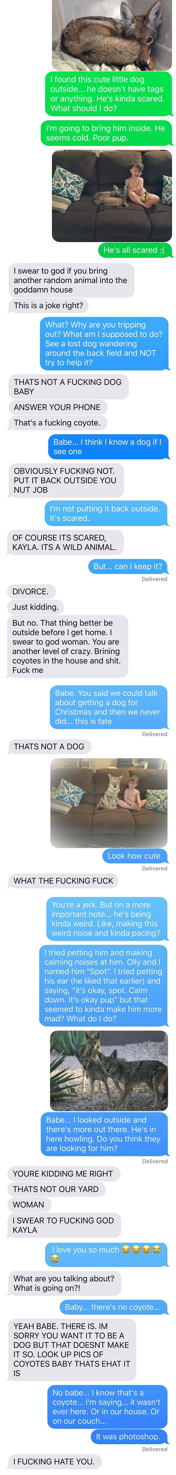 Wife Texts Husband She Brought A Dog Home While The Pic Shows A Coyote, And He Seriously Freaks Out