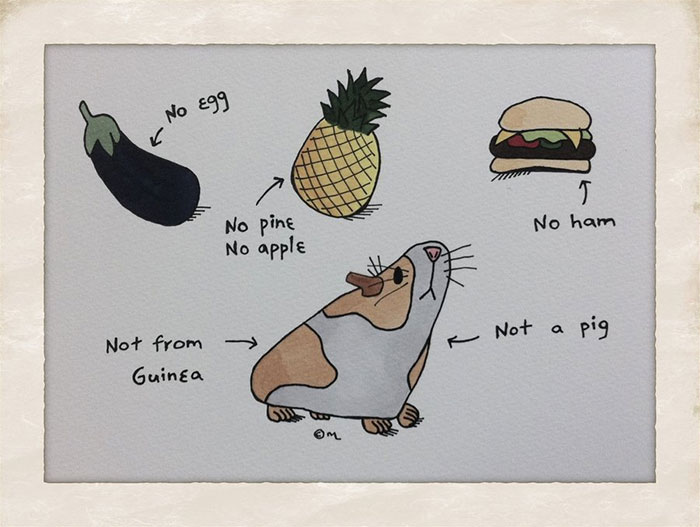 Meme humorously illustrating the confusion in English language with eggplant, pineapple, hamburger, and guinea pig.