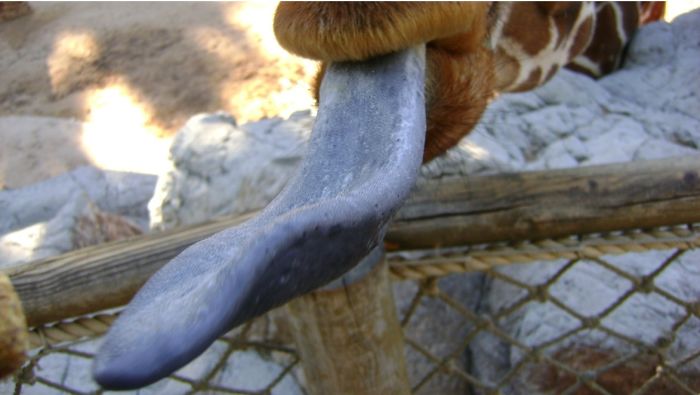 Giraffe Tongue