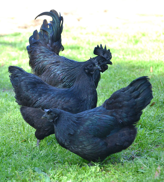 goth-black-chicken-ayam-cemani-14 goth-black-chicken-ayam-cemani-14