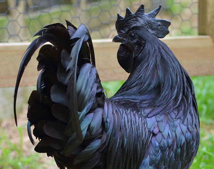 goth-black-chicken-ayam-cemani-16 goth-black-chicken-ayam-cemani-16