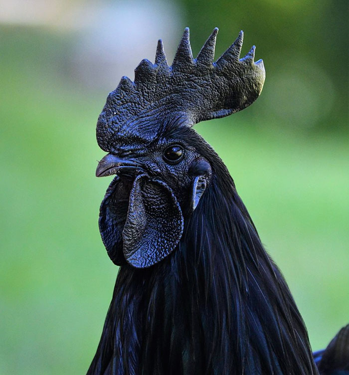 goth-black-chicken-ayam-cemani-20 goth-black-chicken-ayam-cemani-20