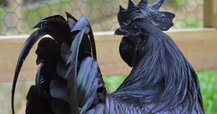 This Rare “Goth Chicken” Is 100% Black From Its Feathers To Its Internal Organs And Bones