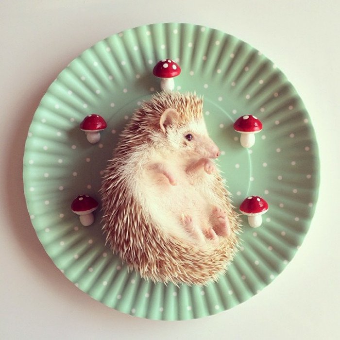 Cute Hedgehog