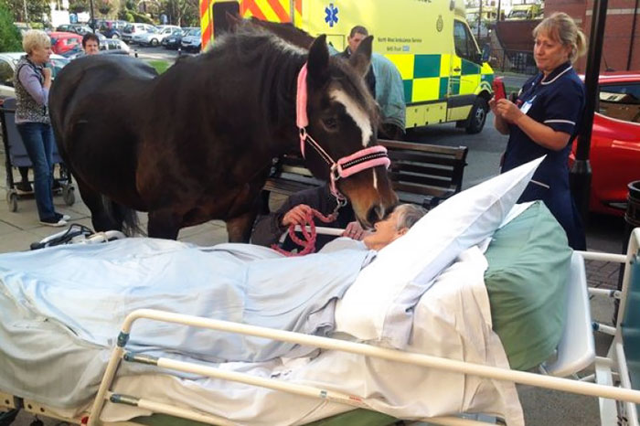 Dying Patient's Last Wish Comes True As She Is Reunited With Beloved Horse For Final Time
