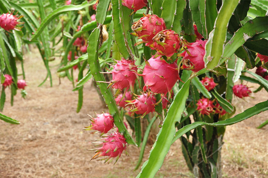 Dragon Fruit