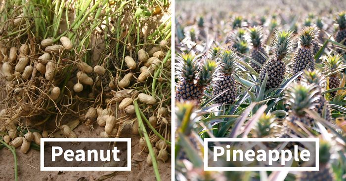 30 Surprising Pics That Show How Food Looks Before It’s Harvested