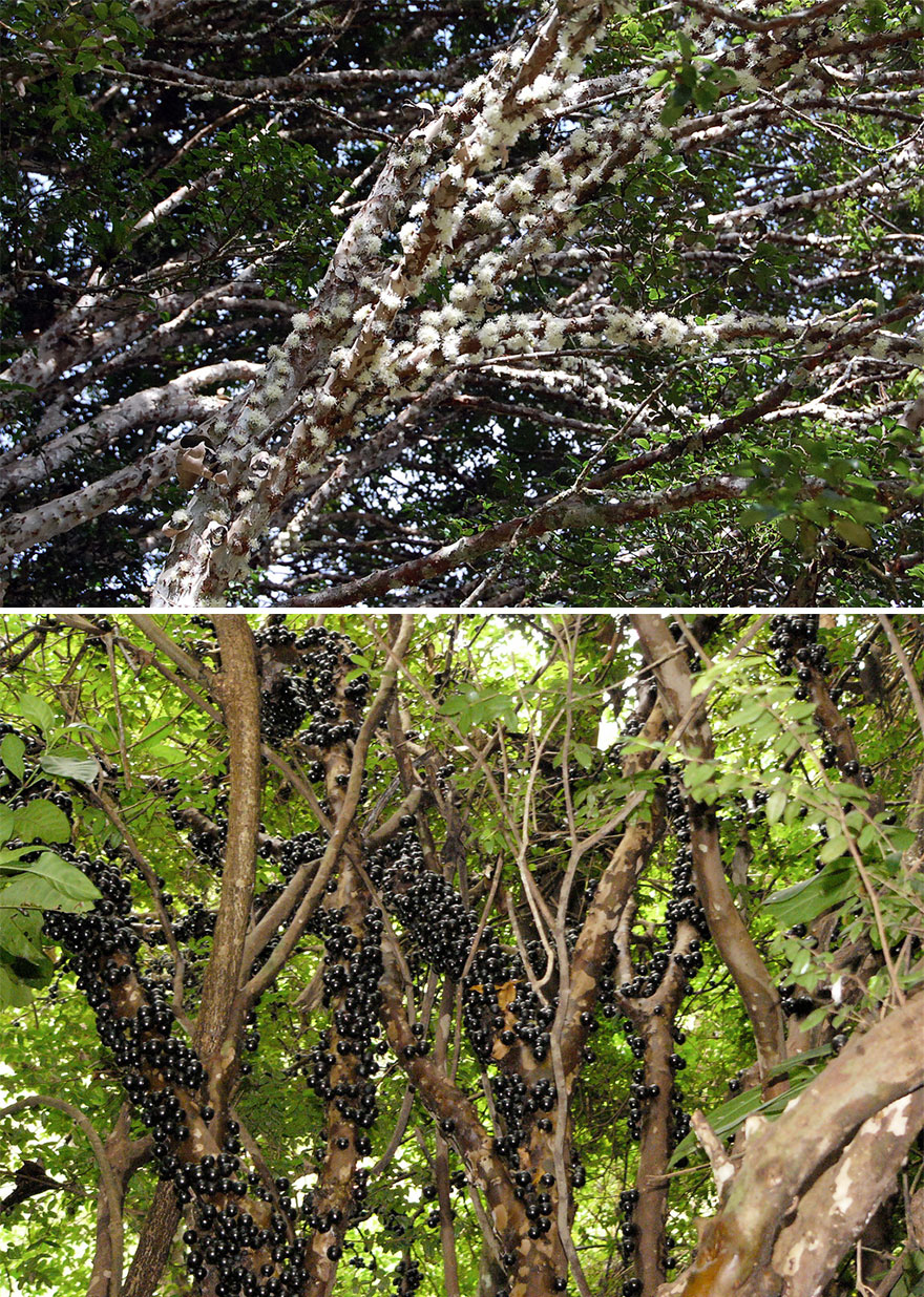 Jabuticaba